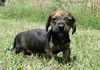 Trouble (Puppy)