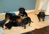 Trouble (Puppy)