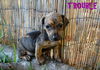 Trouble (Puppy)