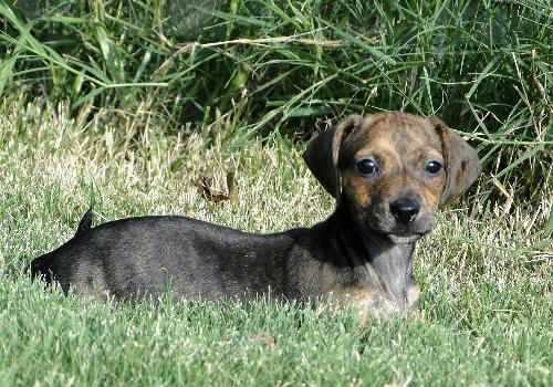 Trouble (Puppy)