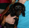 Sheba