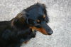 Sheba