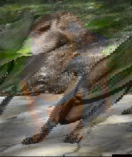 Gus