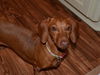 Libby