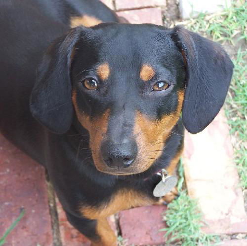 Simon