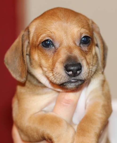 Bailey