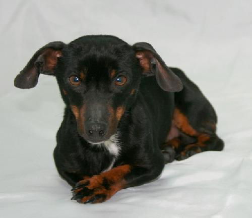 Arlo