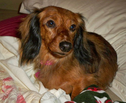 CeCe