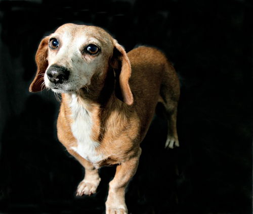 Lola