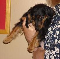 Schatzi