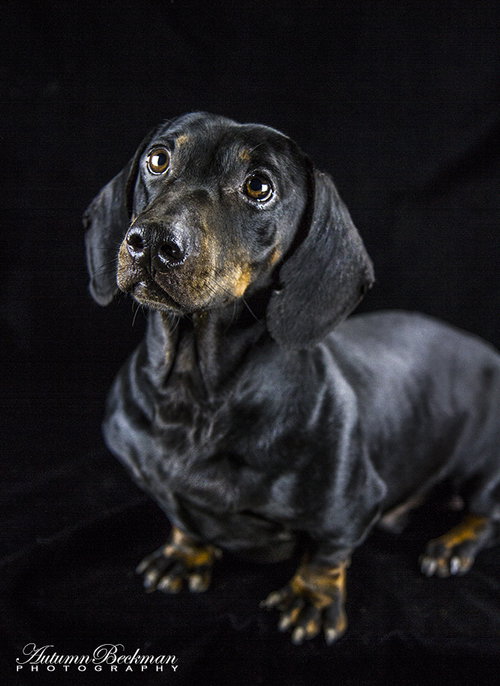 Bruno