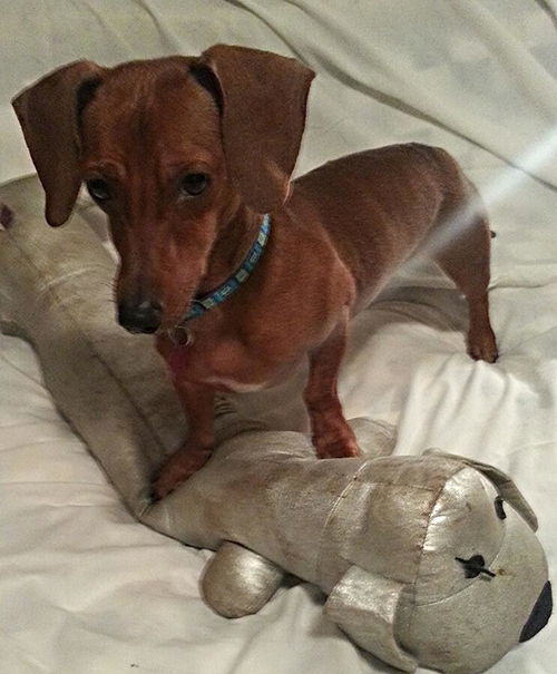Axel