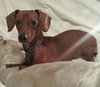 Axel