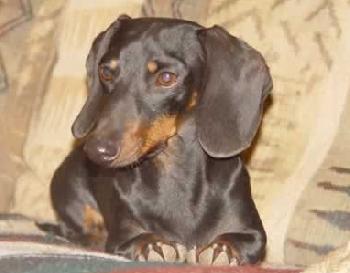 Ruger