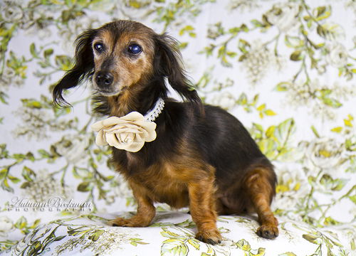 Princess Leia