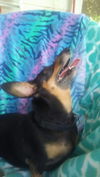 Betty Boop