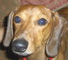 Simon