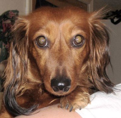 Bella