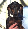 Josie