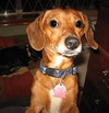 Murphy