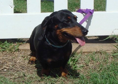 Bruno