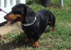 Bruno