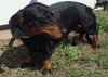 Bruno