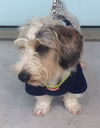 Sir Barksdale