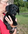 Lola Pup