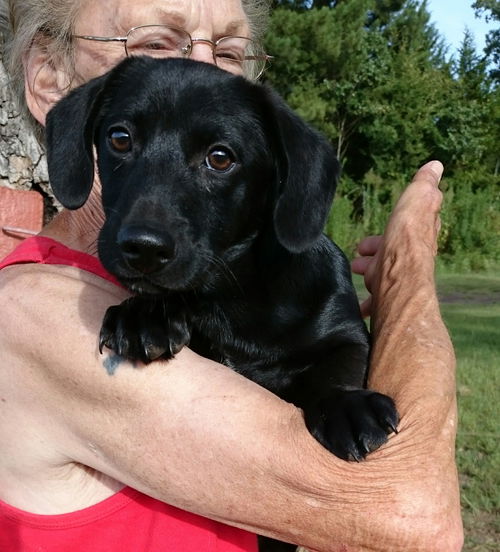 Lola Pup