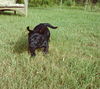 Lola Pup