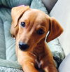 Sandie