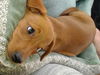 Sandie