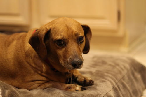Beauregard