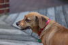Beauregard