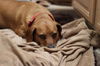Beauregard