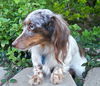 Lorelei