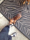 Samson