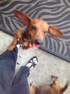 Samson