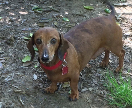Brownie