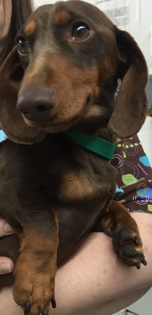 Rufus
