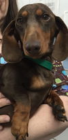 Rufus