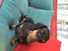 Zoey