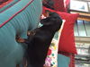Zoey