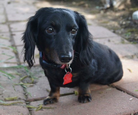 Shiloh