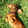 Corky