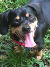 Moxie