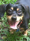 Moxie