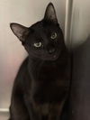 adoptable Cat in , WI named Lux