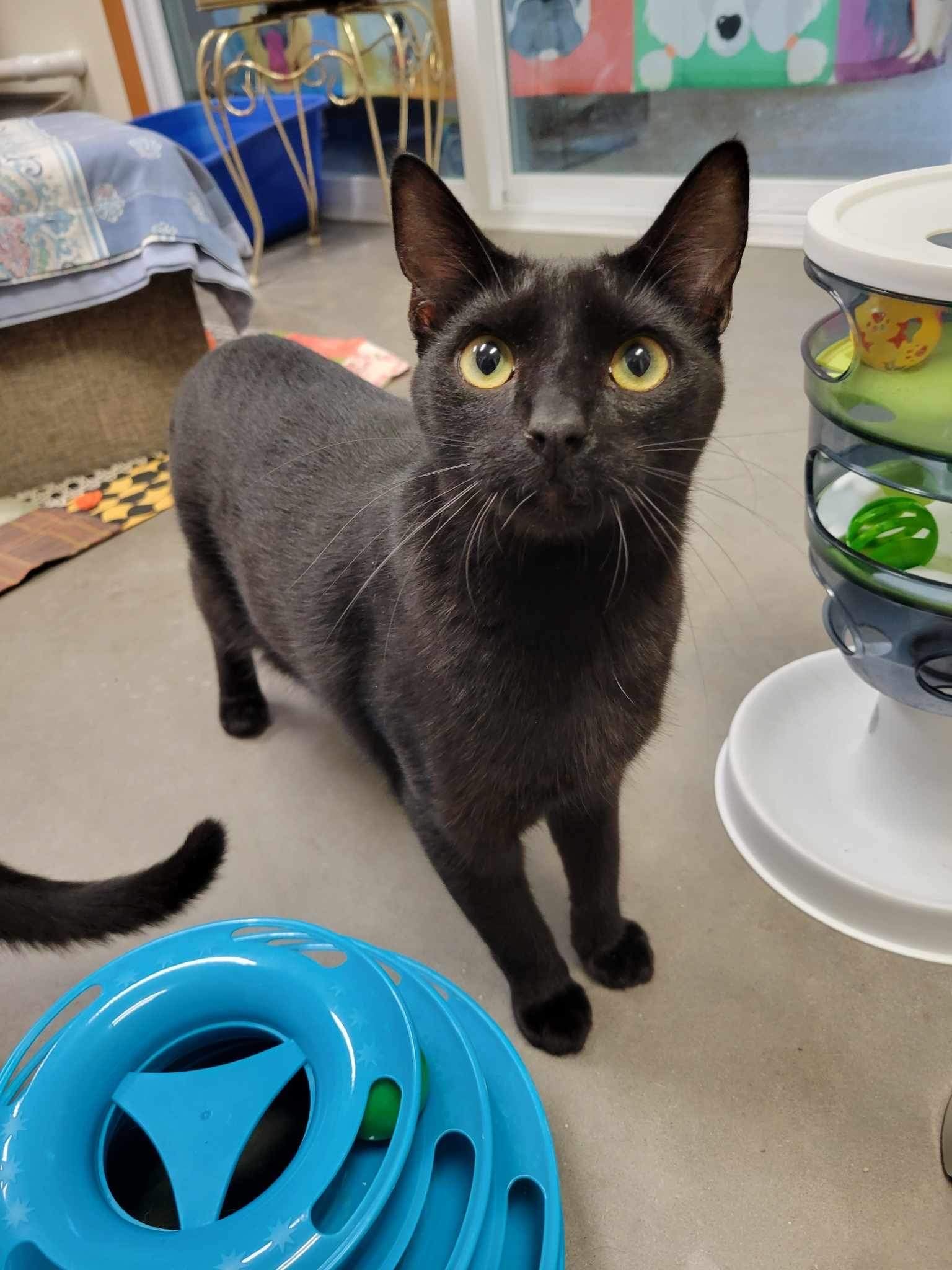 adoptable Cat in Park Falls, WI named Spook (SPONSORED IN JENNA'S HONOR)